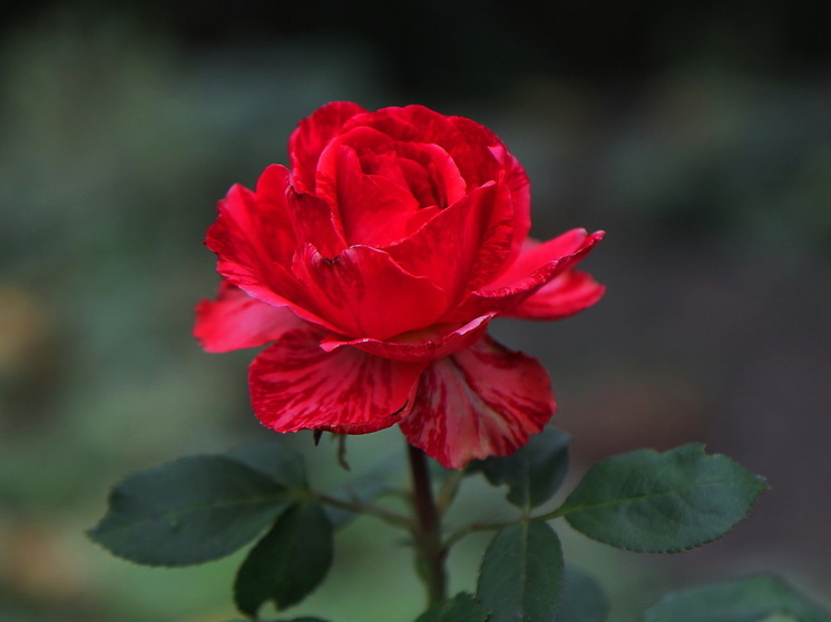 В Петербурге продавцы цветов подрались с сотрудниками администрации