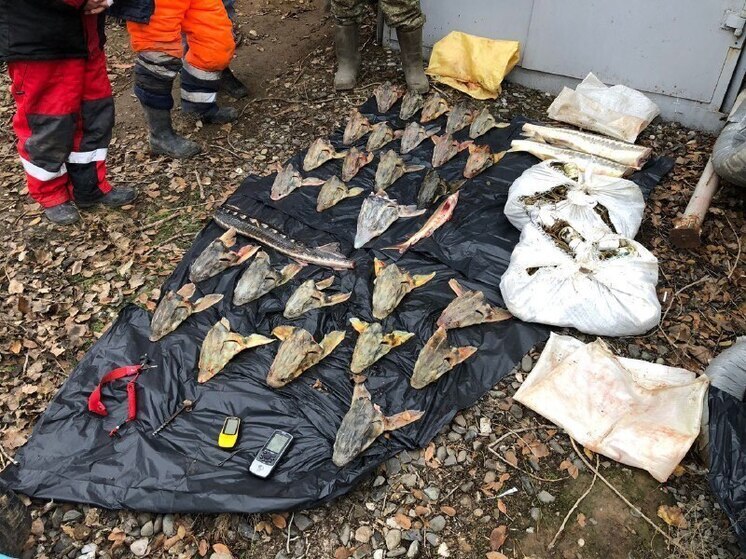 В Астрахани двое местных жителей предстанут перед судом за незаконный вылов осетровых рыб