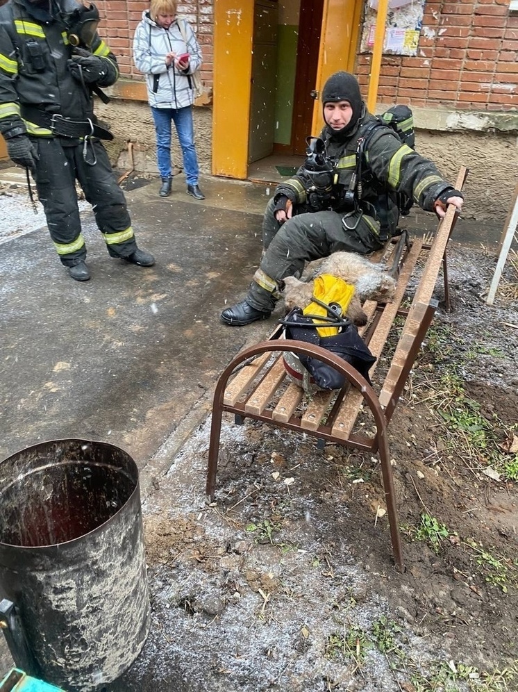 Владимирские спасатели "откачали" на пожаре во Владимире двух котят