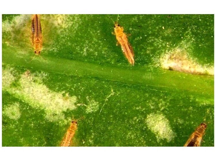 Против Смоленского Тепличного комбината завели уголовное дело за неисполнение судебных решений