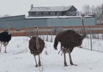 Эти африканские пернатые поселились в деревне Сугуты, в одном из личных хозяйств