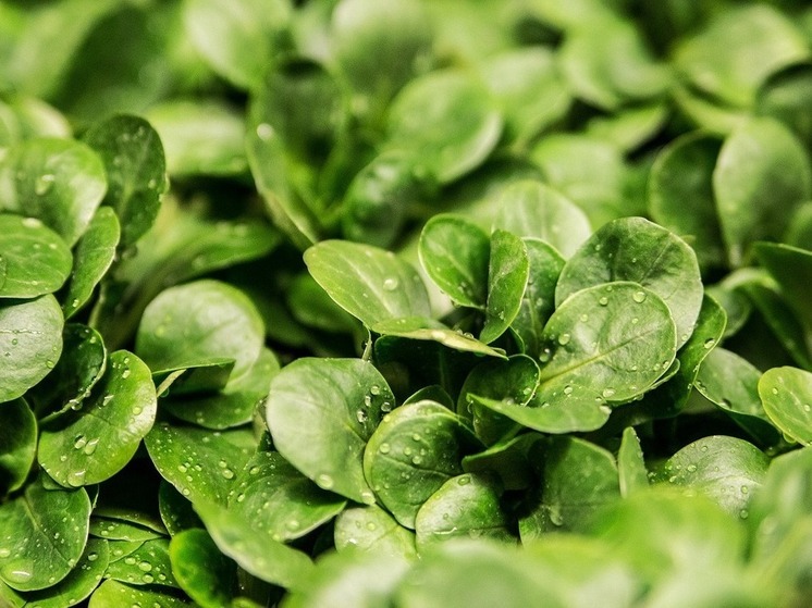 В Калужскую область привезли 143 тонны свежей зелени