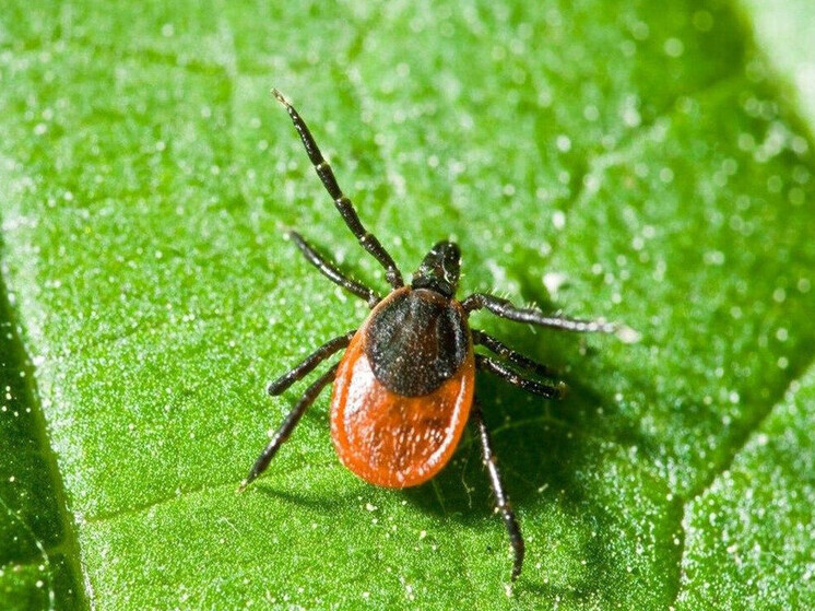 Дмитровский и Талдомский округа объявили эндемичными по клещевому вирусному энцефалиту