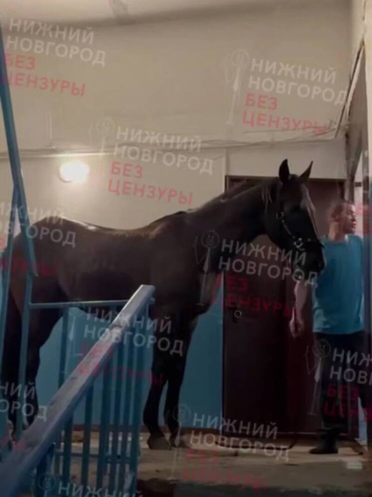 Нижегородец привел коня в подъезд многоквартирного дома