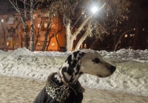 Томскую собаку Лану, история которой получила широкий общественный резонанс, все таки усыпили