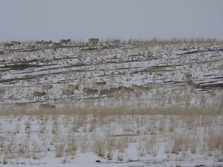 Как сайгаки проходят зимовку в калмыцких степях