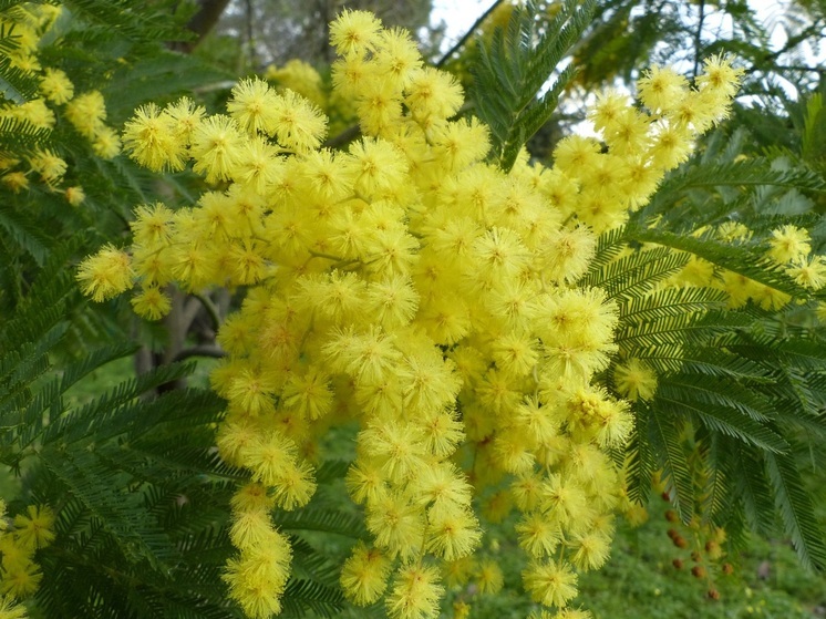 В центре Калуги образовались несанкционированные точки торговли цветами