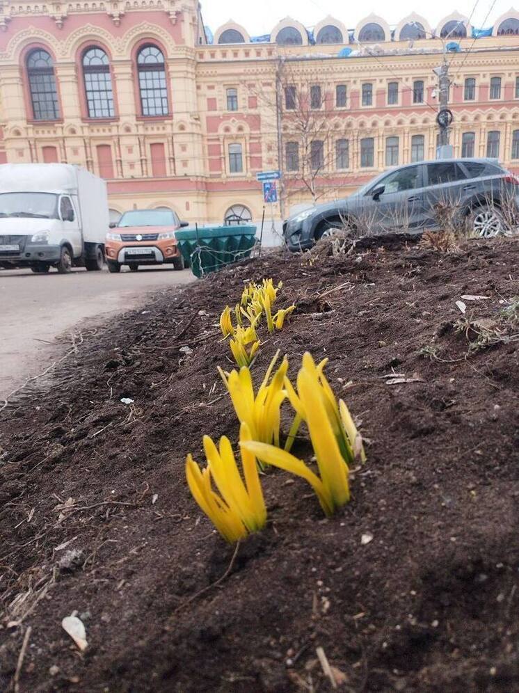 Солнечно и +3°C ожидается в Нижнем Новгороде в День весны