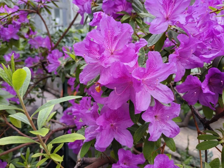 К 8 марта в Томском университете распустили экзотические цветы