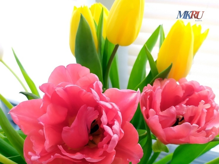 Сенатор поздравил калужанок с 8 марта