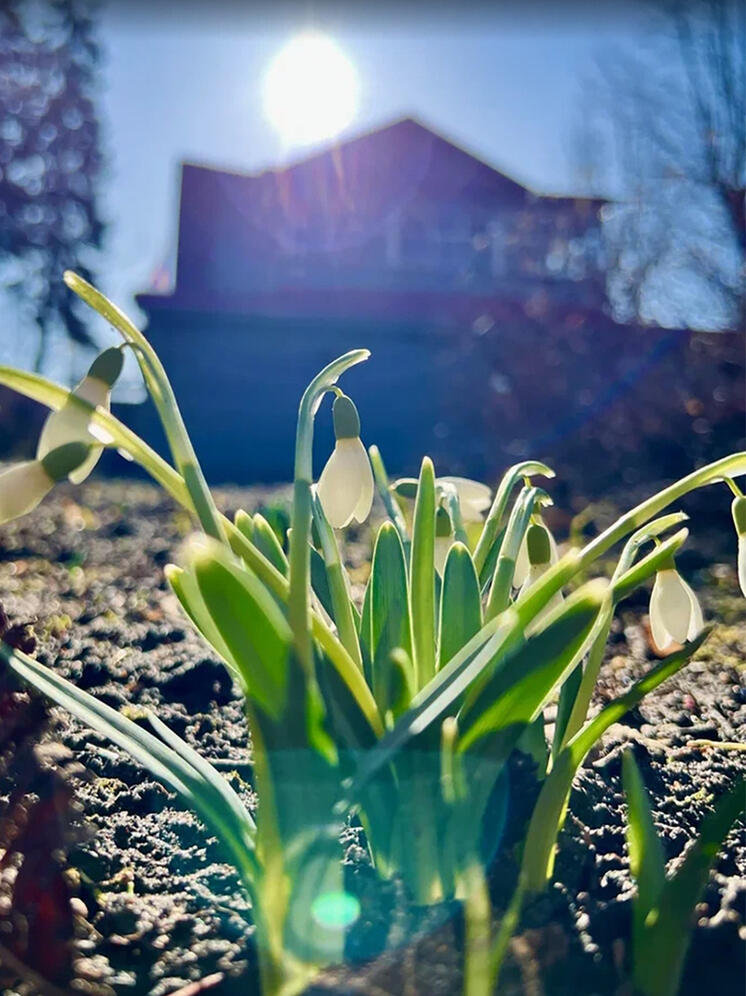 В Калуге к 8 марта расцвели подснежники