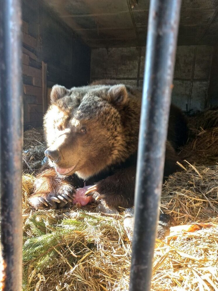 В Калуге медведица Маша проснулась и ест «мороженое»