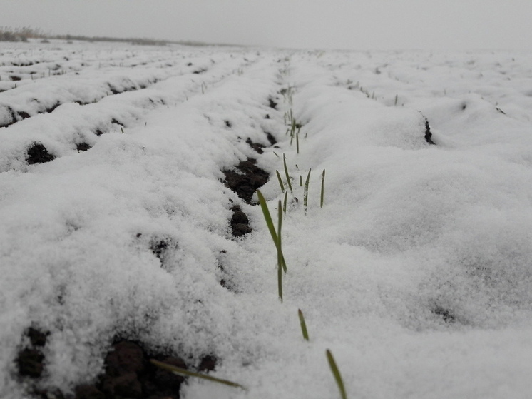 95 % озимых на Ставрополье находится в хорошей форме