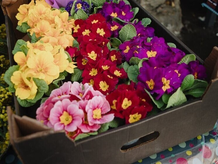 Пензенцам назвали самые аллергенные цветы