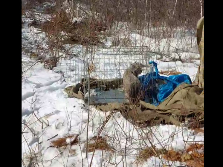 Пойманную в огороде дома рысь выпустили на свободу в Забайкалье