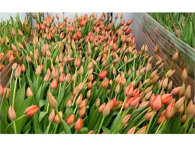 Смоленский Россельхознадзор отметил увеличение вывоза цветов за пределы Российской федерации