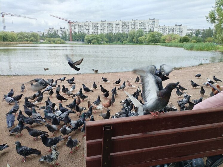 У озер в Калининграде установили аппараты для кормления птиц