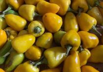Новгородцам порекомендовали употреблять больше продуктов, которые улучшают работу мозга. Полезными советами по поводу питания поделилась с каналом «Москва 24» врач-диетолог, кандидат медицинских наук Юлия Чехонина.