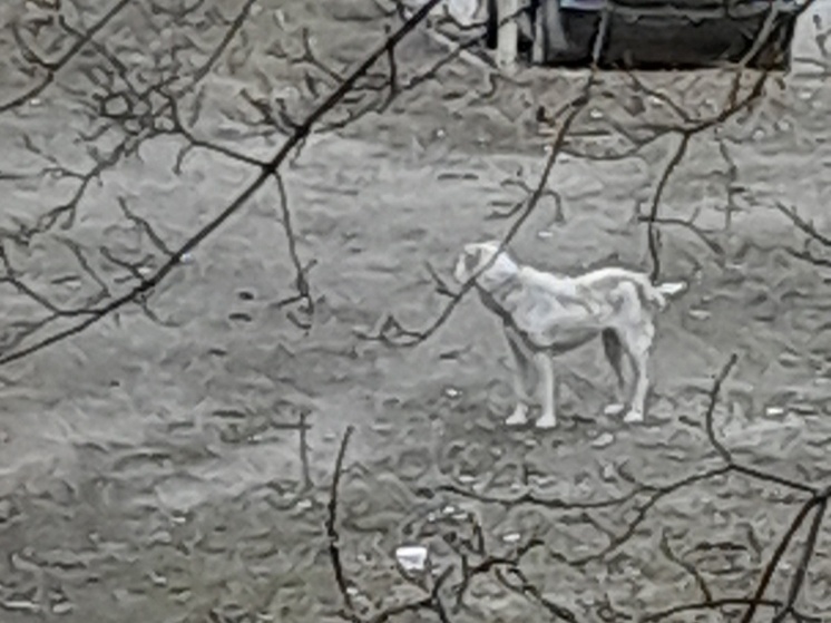 Собака, которая гуляет сама и без намордника на детской площадке, напугала псковичку