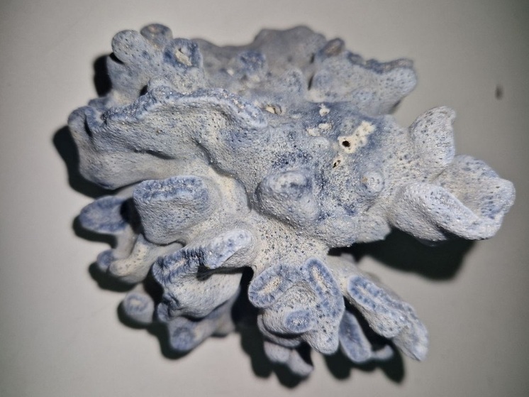 Томич пытался провезти через Толмачёво голубой коралл из Таиланда