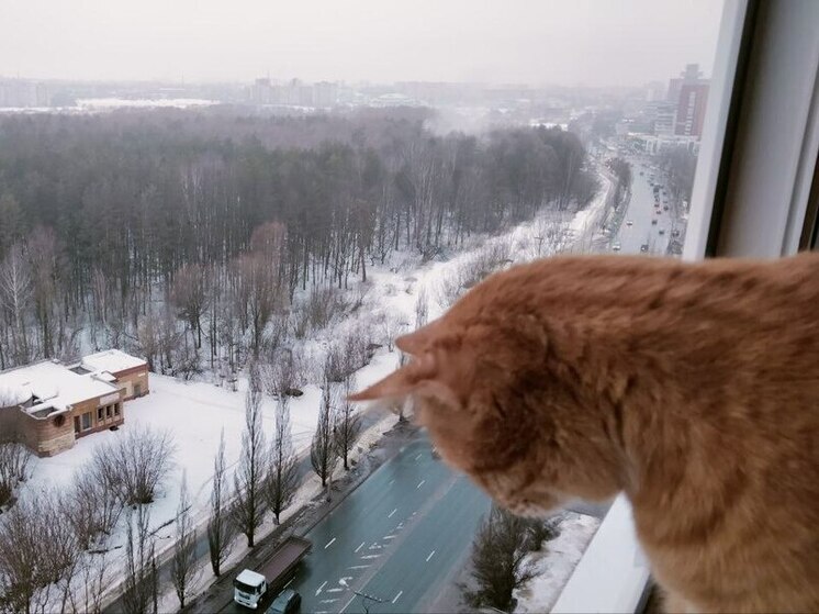 Домашние животные станут роскошью: жизнь с домашними любимцами станет баснословно дорогой