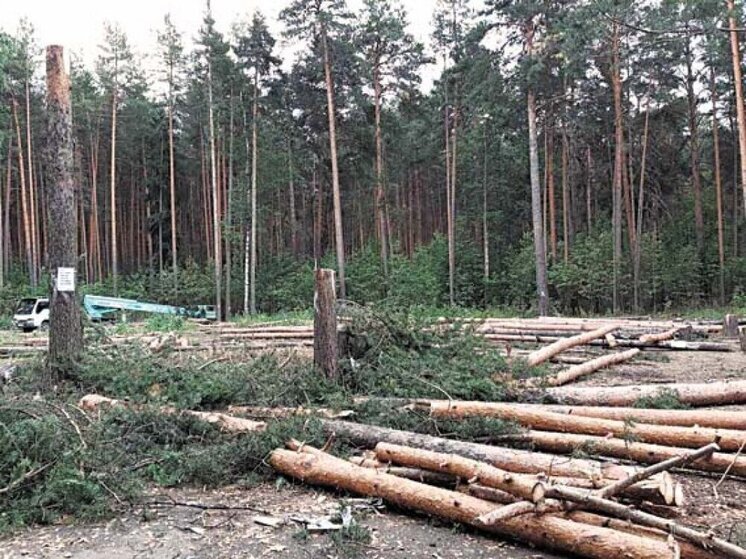 1 млн рублей заплатит нижегородский чиновник за 120 вырубленных сосен