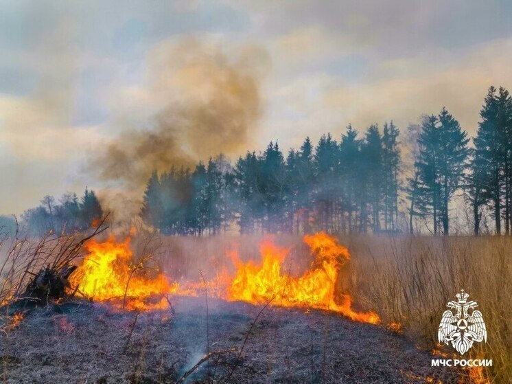 В Новосибирске стартует эксперимент по защите лесов от пожаров с помощью инновационного биосостава