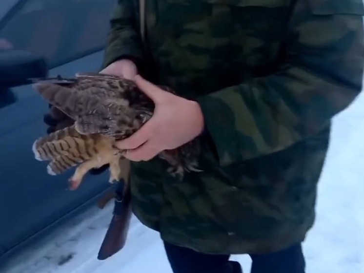Жителя Кинель-Черкасского района задержали за убийство совы