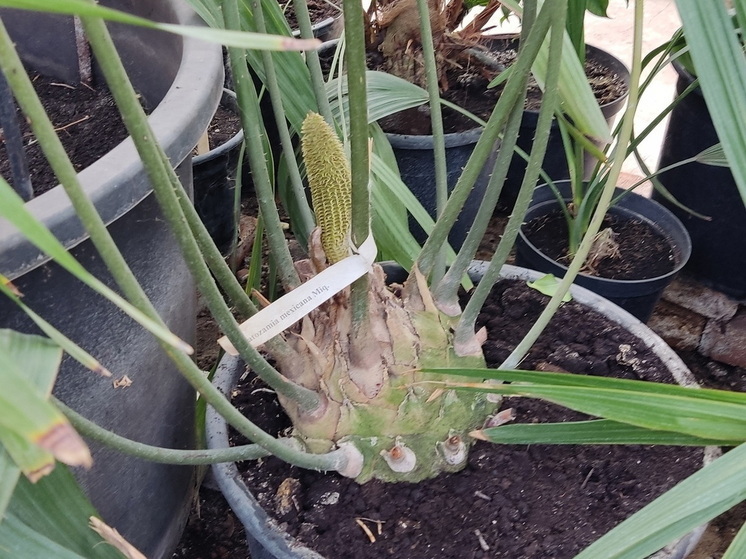 Одно из самых древних растений цветет в ботсаду Йошкар-Олы