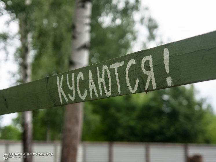 В Карелии стартует кампания по вакцинации против клещевого энцефалита