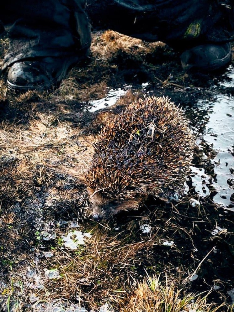 В ЛНР от гибели чудом спасли ёжика