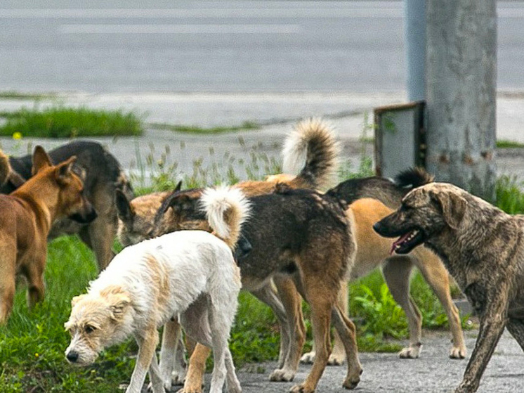 В Брянской области могут применить опыт эвтаназии собак