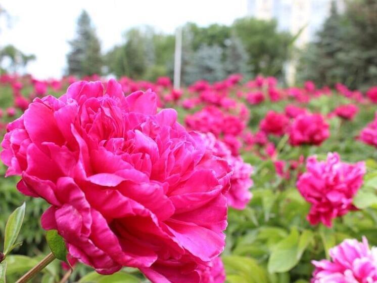 В Сочи почти 188 млн рублей потратят на благоустройство клумб