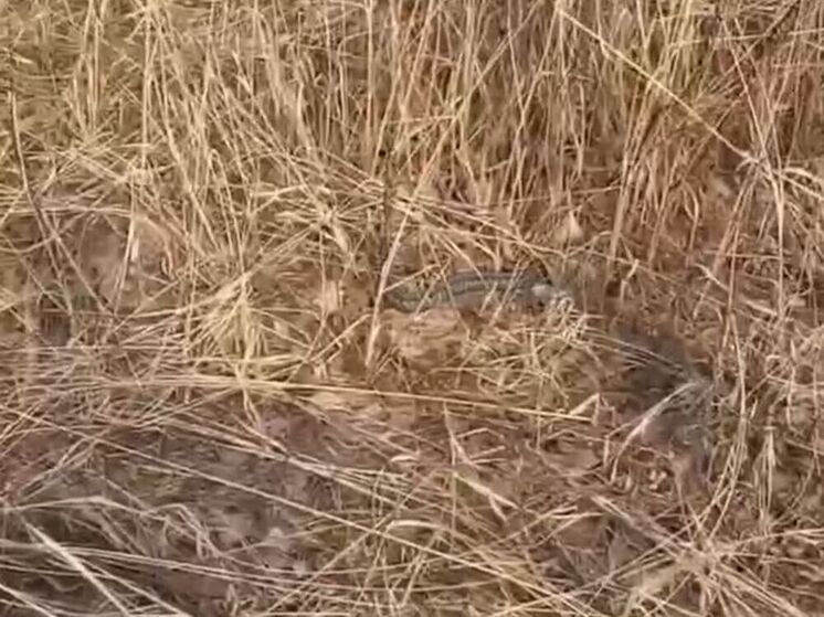 Проснувшихся гадюк заметили уже в 3 округах Подмосковья