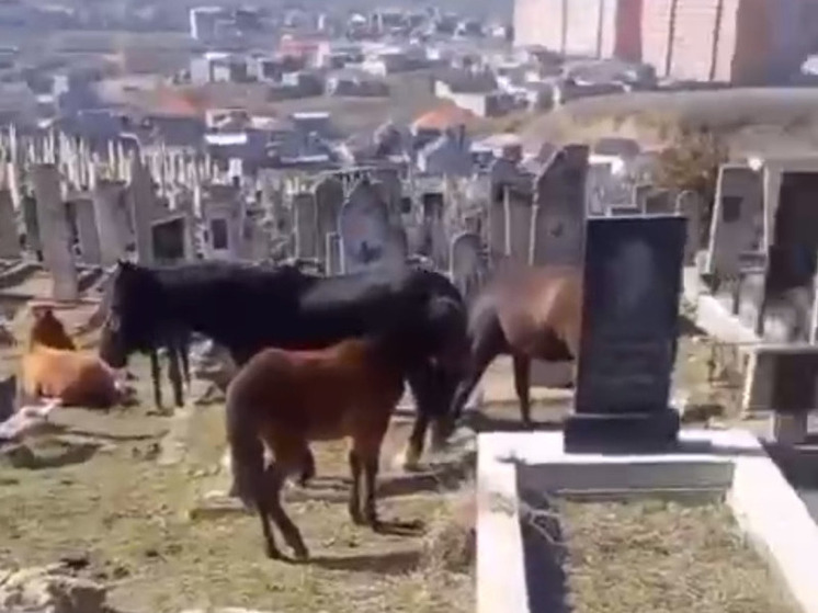 На кладбище возле Махачкалы пасутся лошади