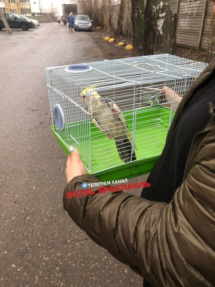 В Ярославле в Заволжском районе полдня ловили блудного попугая