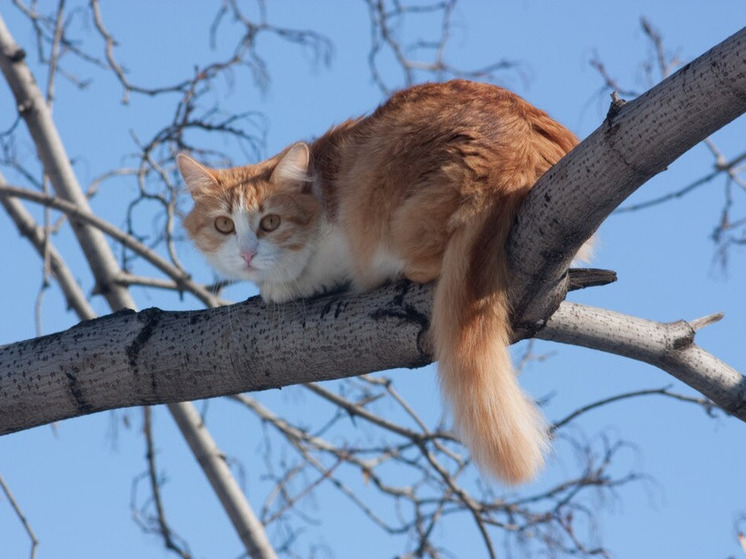 На Алтае пожарные спасли замерзшего кота