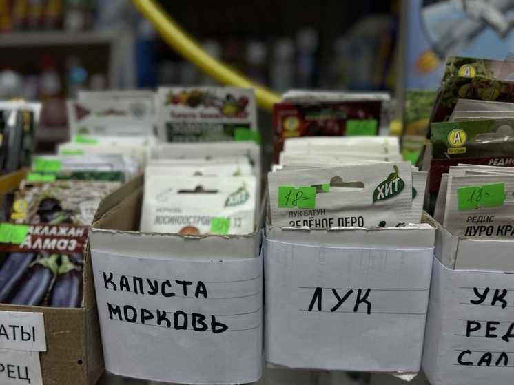 Треть семян в Хакасии – некондиция