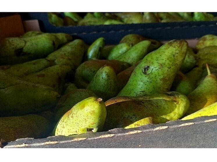 Россельхознадзор предотвратил ввоз на Смоленщину из Республики Беларусь более 39 тонн зараженных груш