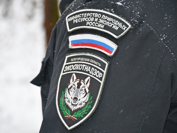 В Белгородской области браконьеров наказали за убийство оленя