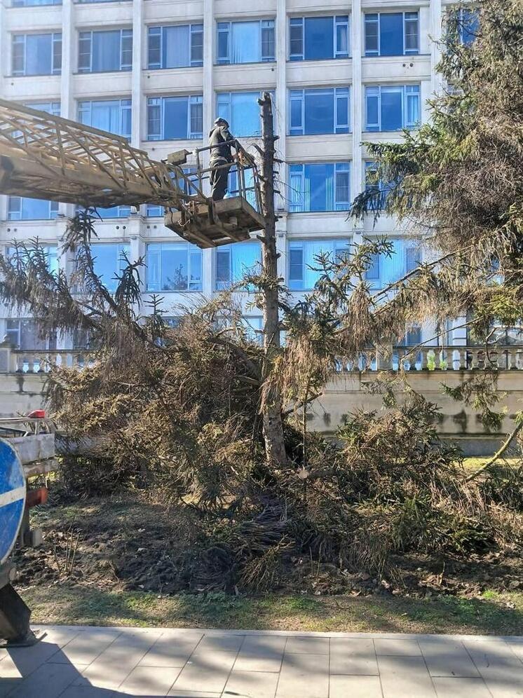 В Махачкале спилили пораженные грибком деревья перед зданием мэрии