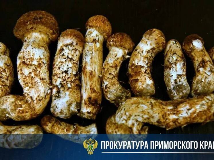 За решетку за 250 сосновых: житель КНР пытался вывезти из России ценные грибы