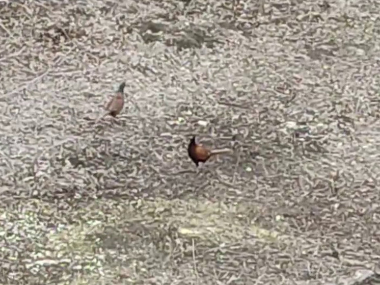В Волгограде сняли на видео спокойно прогуливающегося фазана