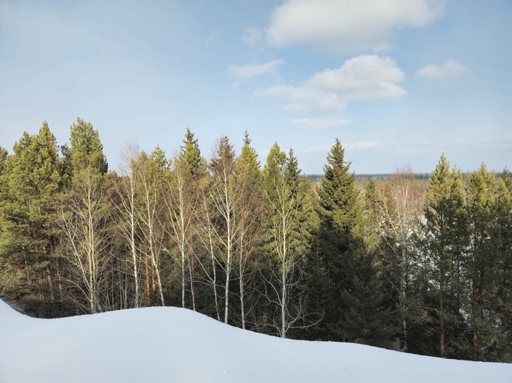 В Томской области восстановлено более 50 гектаров земель