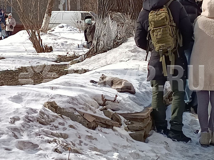 В Кемерове на пожаре погиб кот