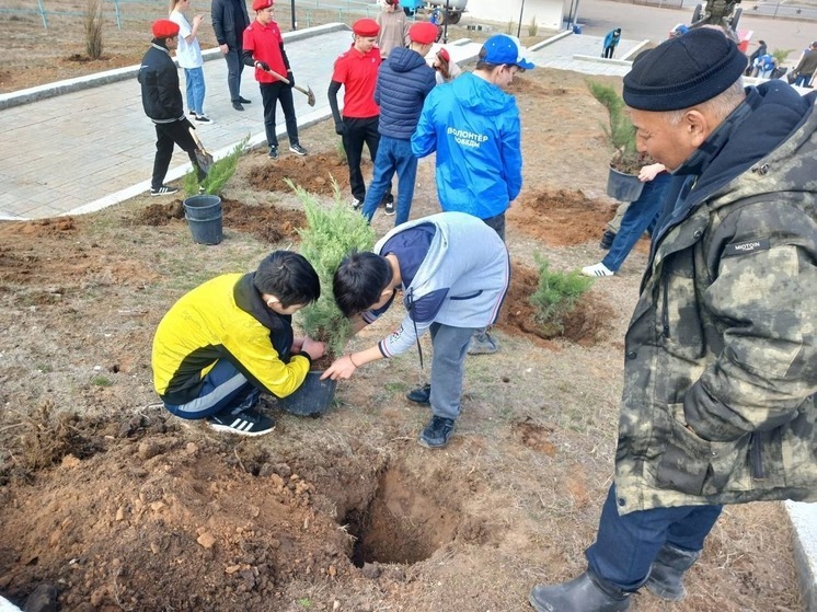 На территории мемориала в Калмыкии высадили можжевельник