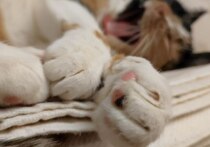 Человек, который постоянно хочет спать днем, должен задуматься о своем здоровье и найти причину этого состояния. Об этом рассказала «Комсомольской правде» врач-сомнолог, терапевт и эндокринолог, эксперт по сну Дарья Лебедева.