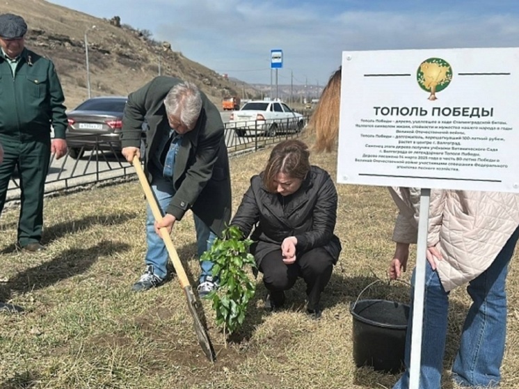 Саженец сталинградского тополя Победы посадили на Северном Кавказе
