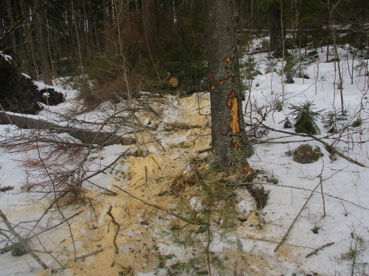 Неизвестный срубил три ели в заказнике Прионежья