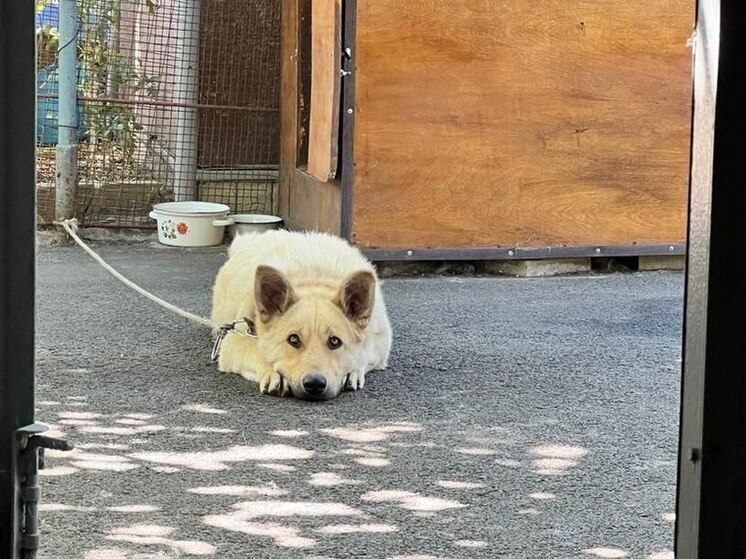 Ставропольский юрист оценил  закон об усыплении бездомных собак